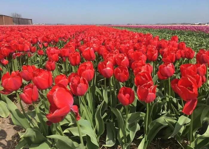 By Dunes With Balcony Views *