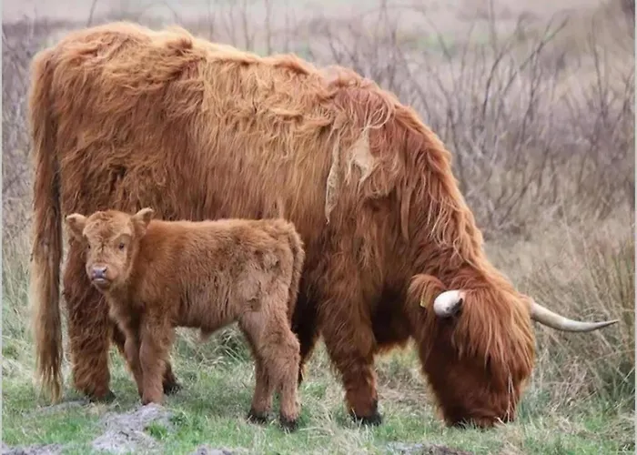 Appartement By Dunes With Balcony Views