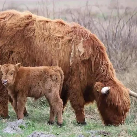 Appartamento By Dunes With Balcony Views